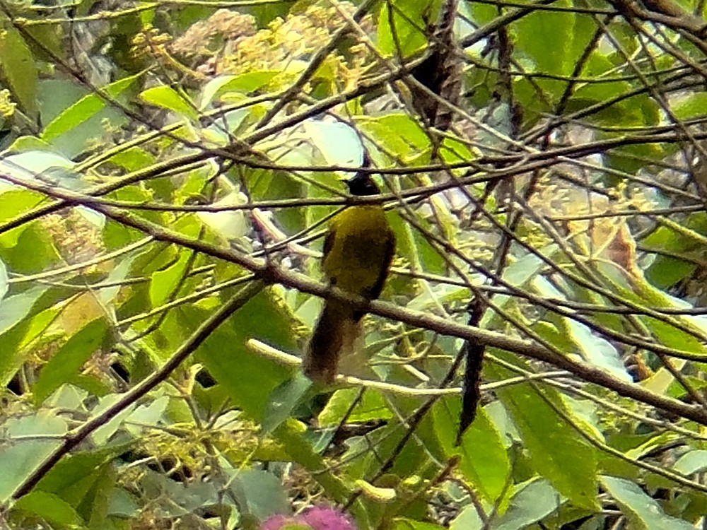 Black-crested Bulbul - Lars Mannzen