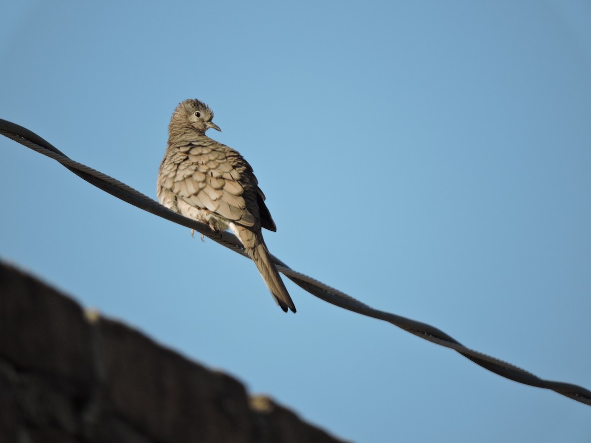 Inca Dove - Francisco J. Muñoz Nolasco