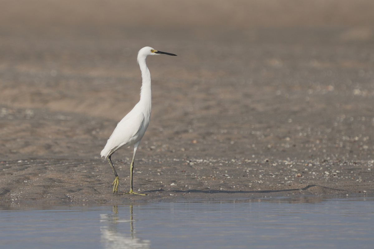 Snowy Egret - Kenny Frisch