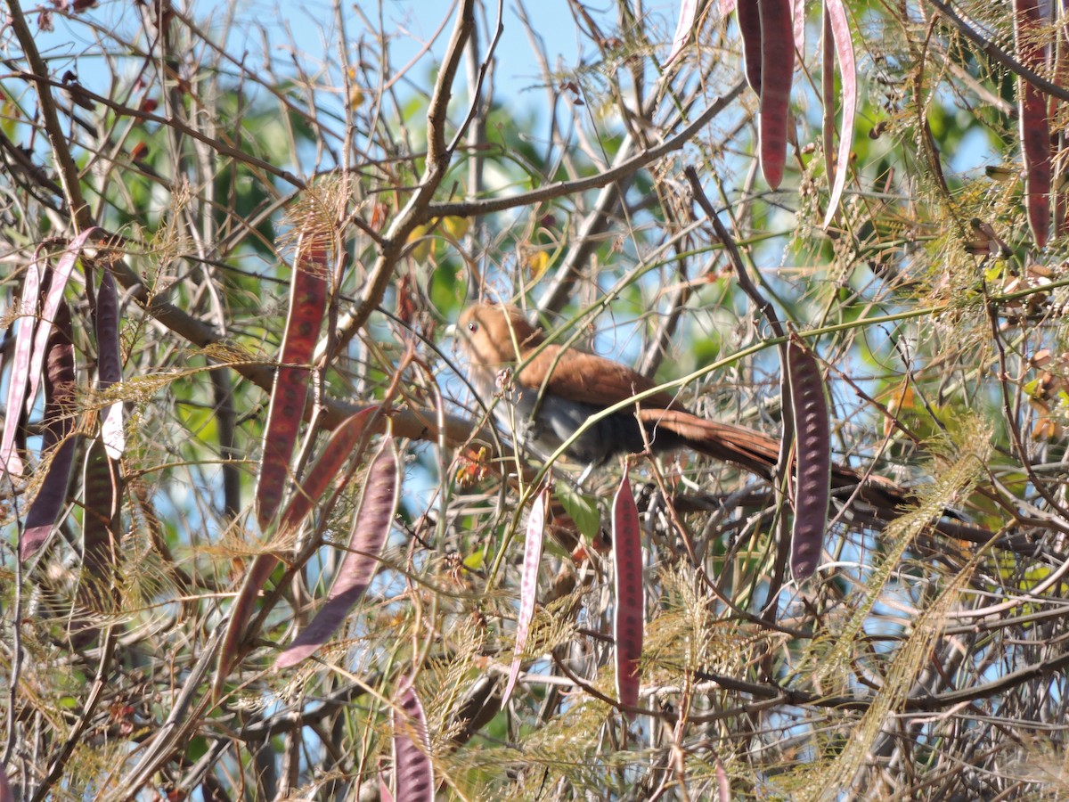 Squirrel Cuckoo - ML619563100