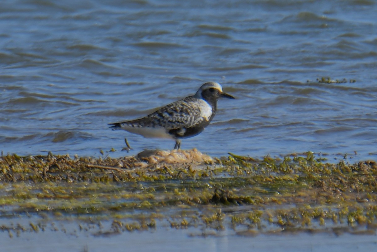 Black-bellied Plover - ML619563102