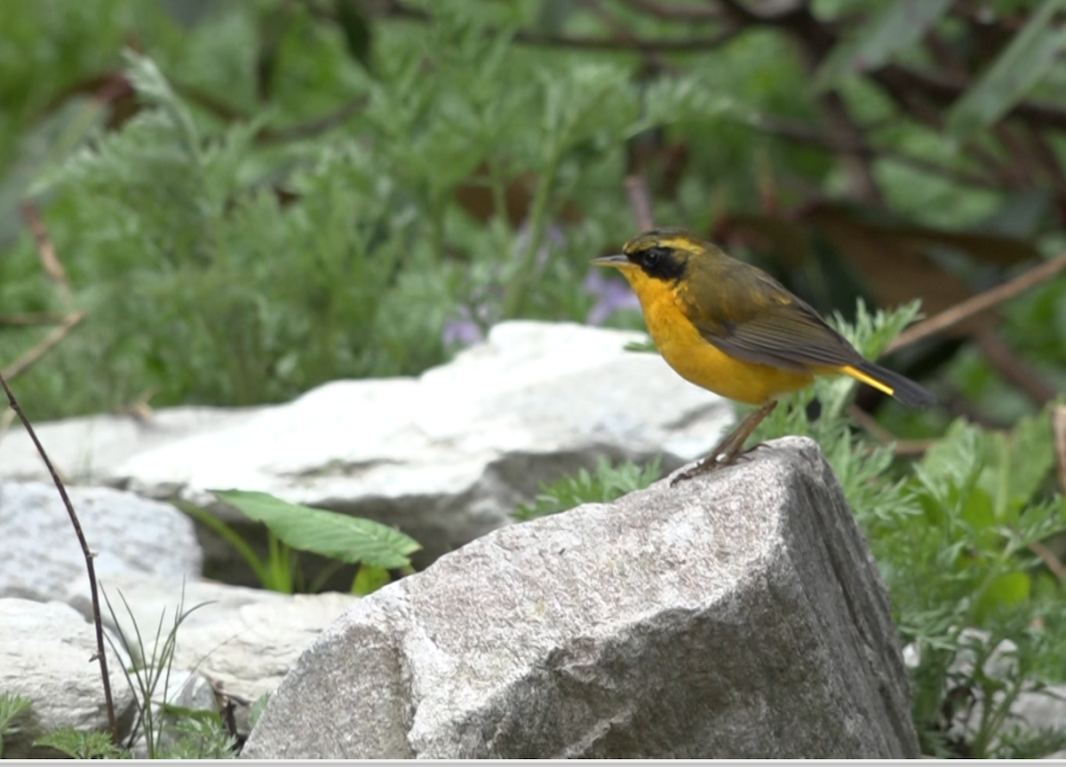 Golden Bush-Robin - Tarun Singh