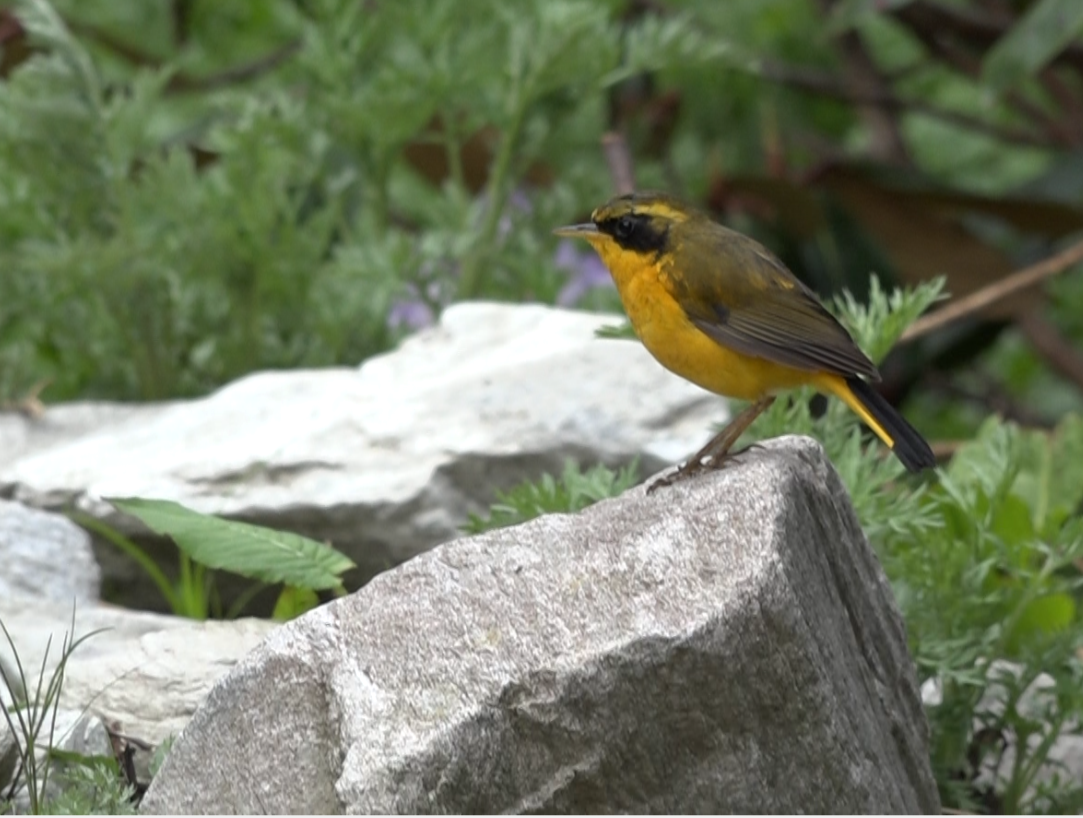 Golden Bush-Robin - Tarun Singh