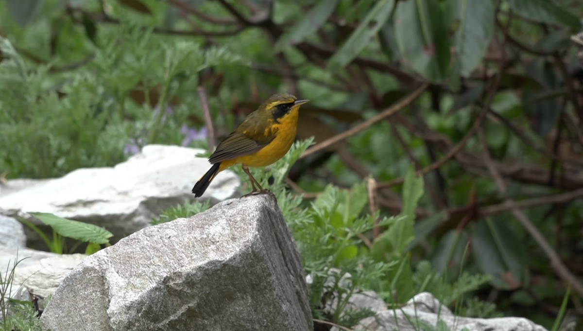 Golden Bush-Robin - ML619563106