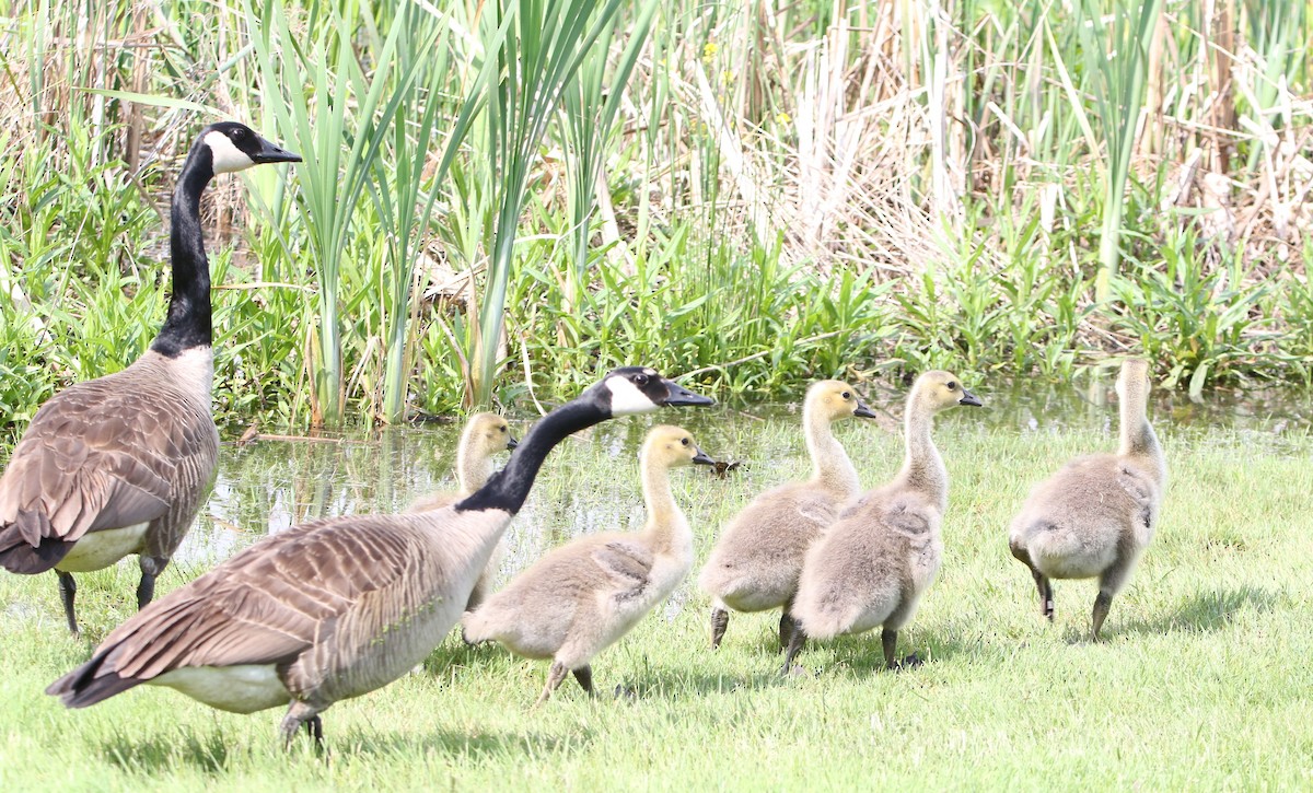 Canada Goose - Daniel Lebbin