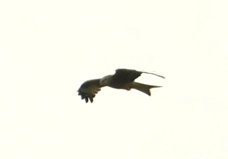 Red Kite - ML619563108