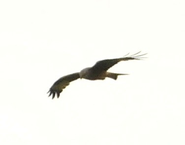 Red Kite - ML619563109