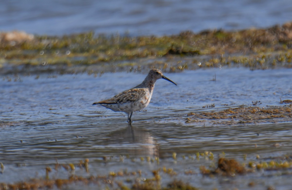 Sichelstrandläufer - ML619563111