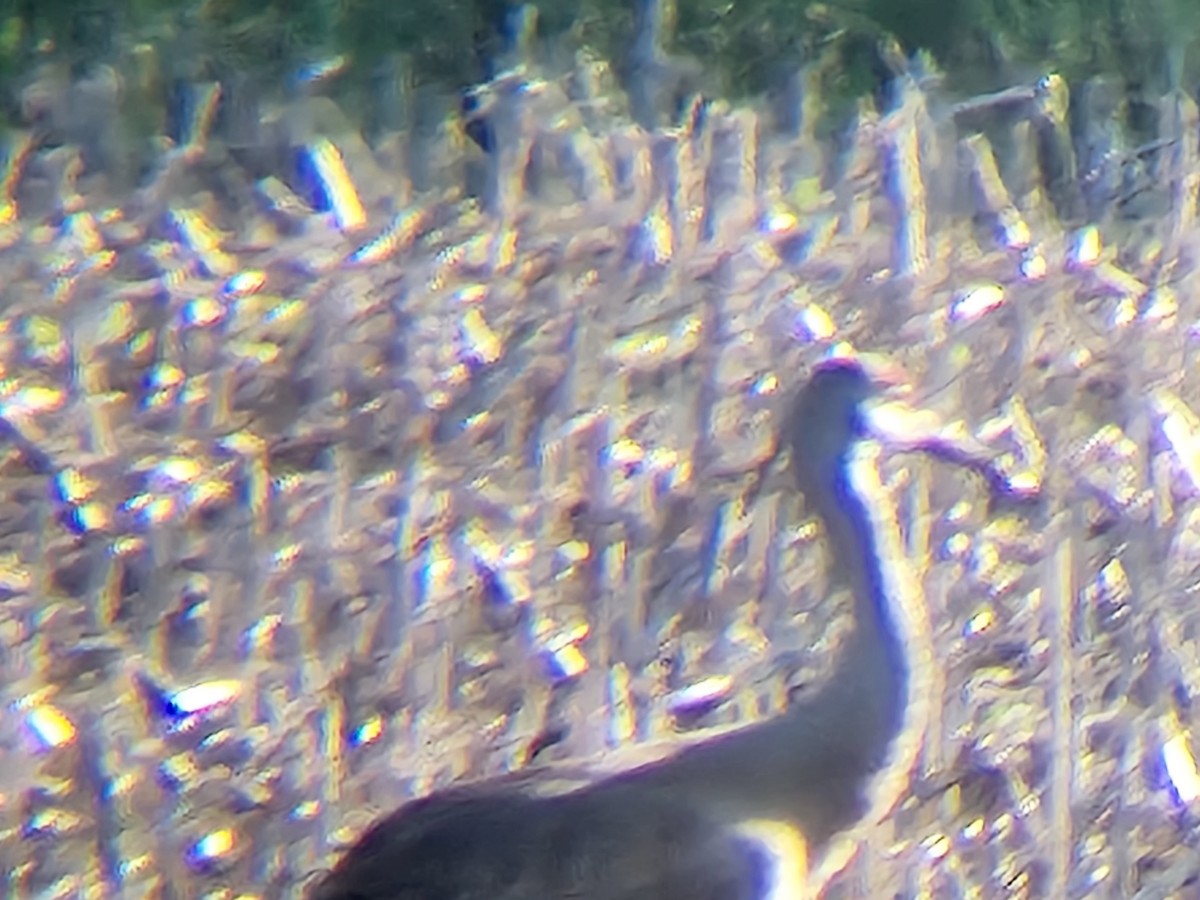 Sandhill Crane - ML619563113