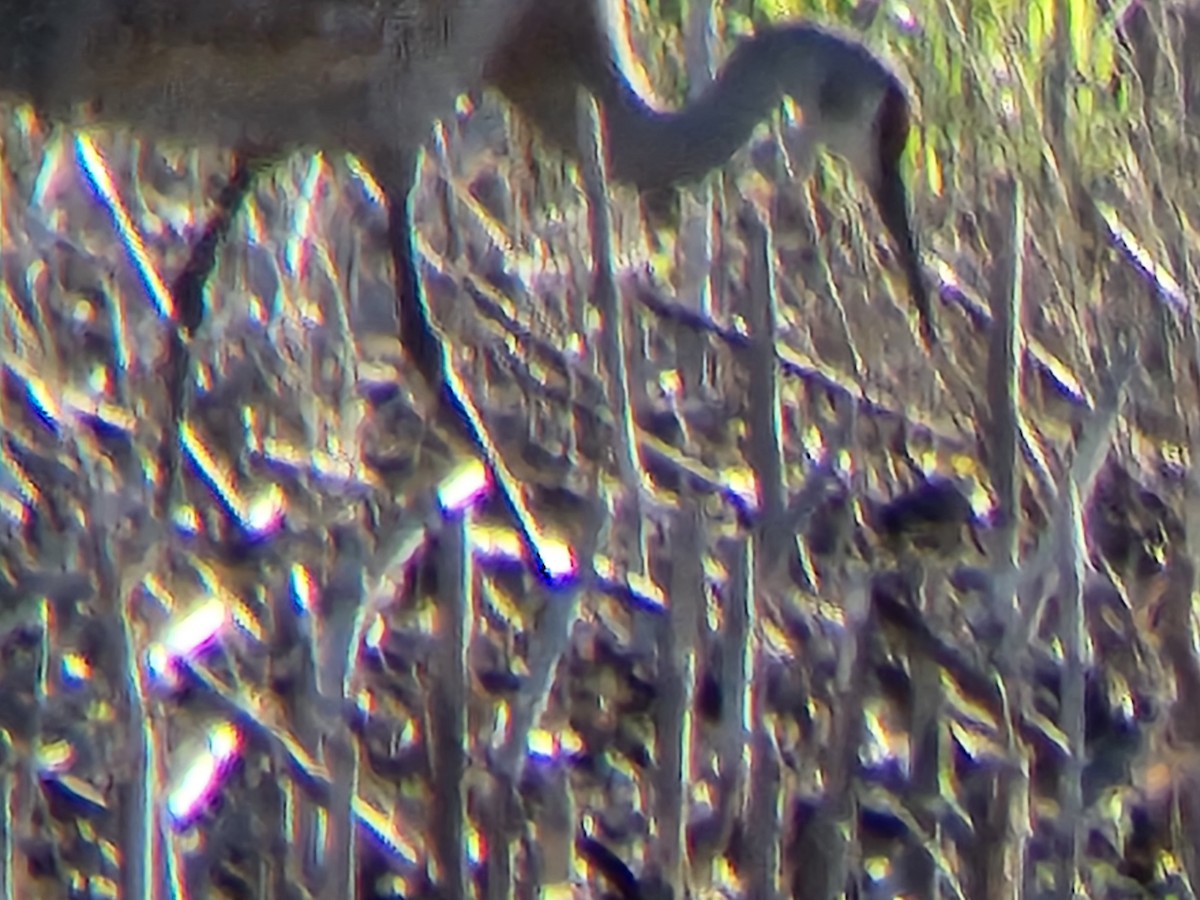 Sandhill Crane - ML619563115