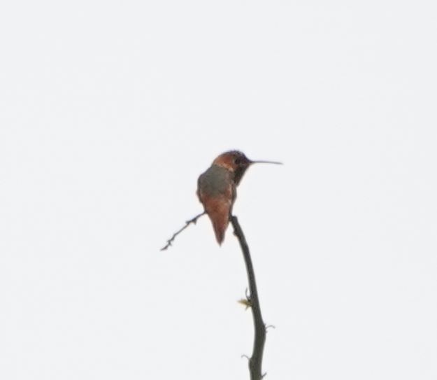 Allen's Hummingbird - Zhongyu Wang