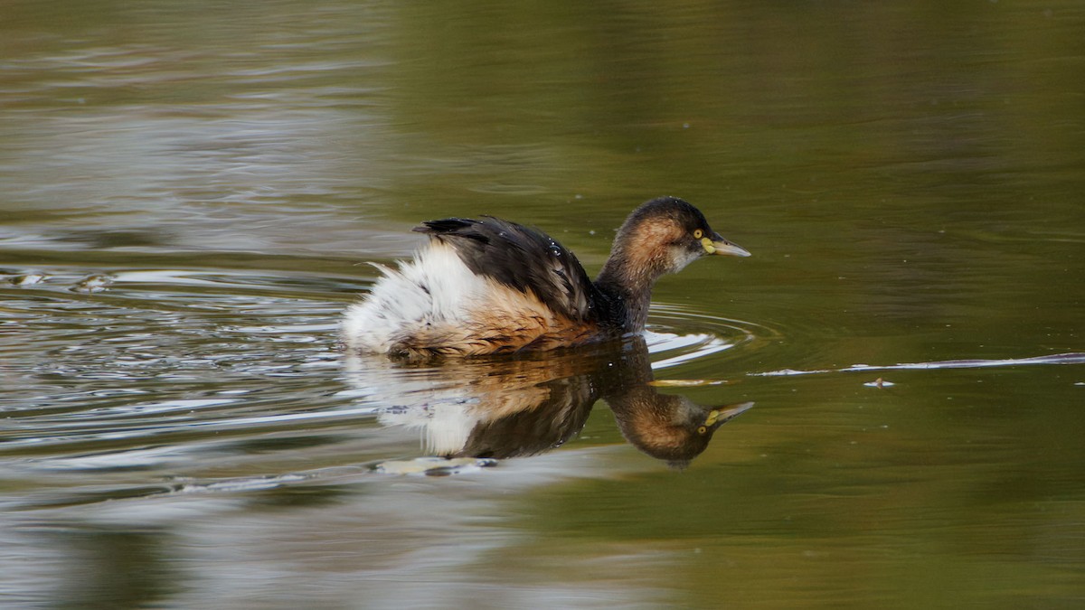 Australasian Grebe - Rob Geraghty