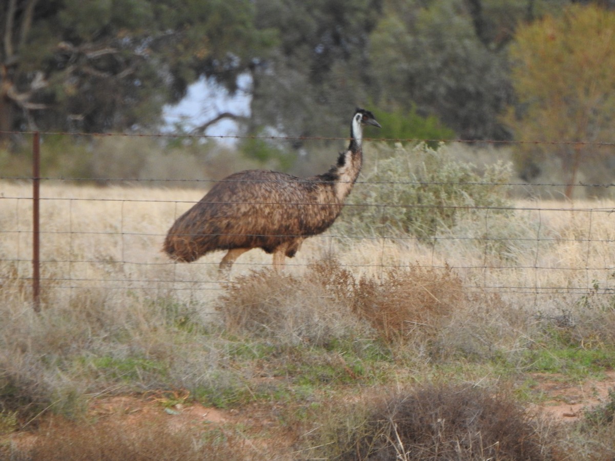 Emu - DS Ridley