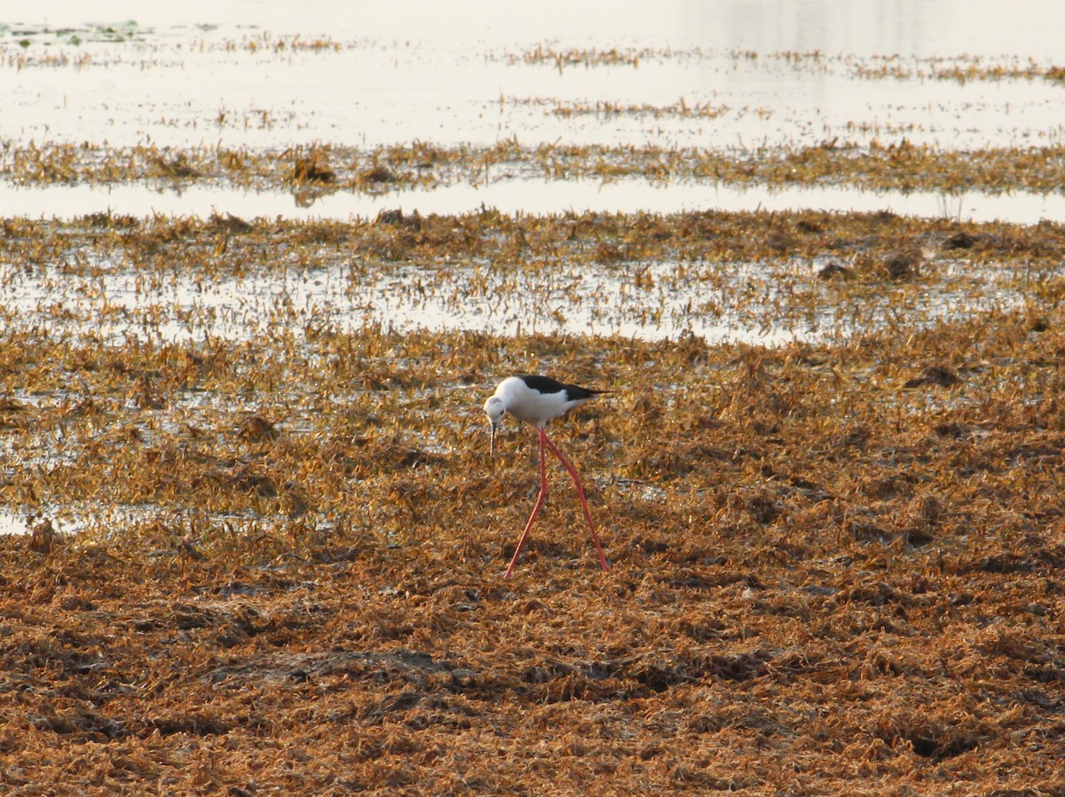 Black-winged Stilt - Niteen Kalambe