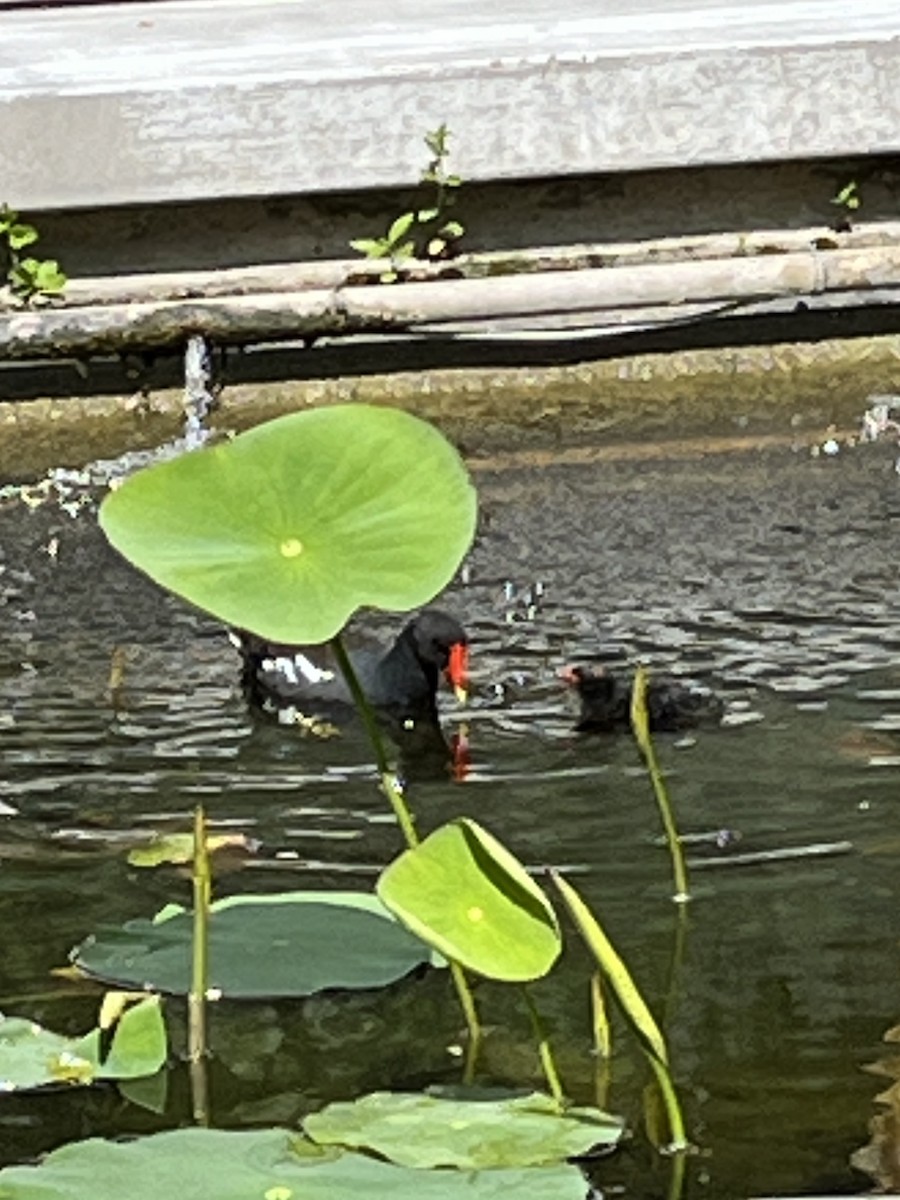 Eurasian Moorhen - Patti Haynes