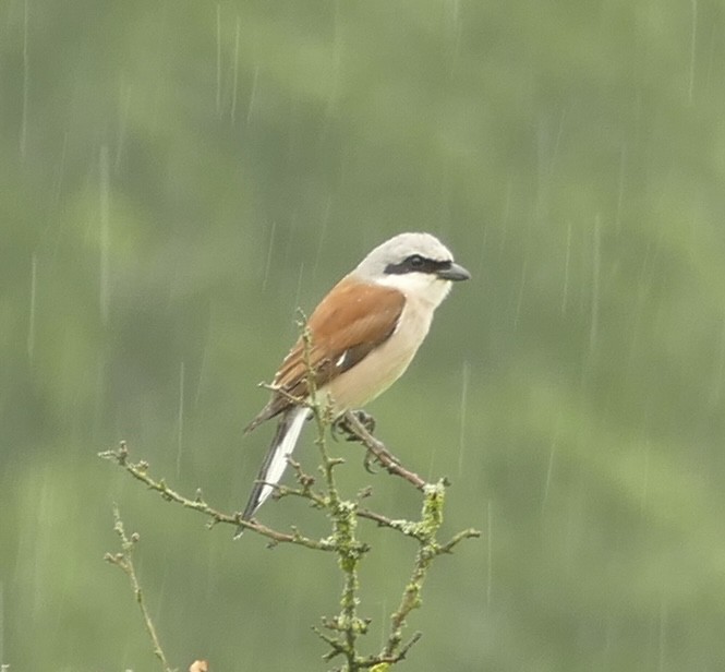 Red-backed Shrike - ML619563137