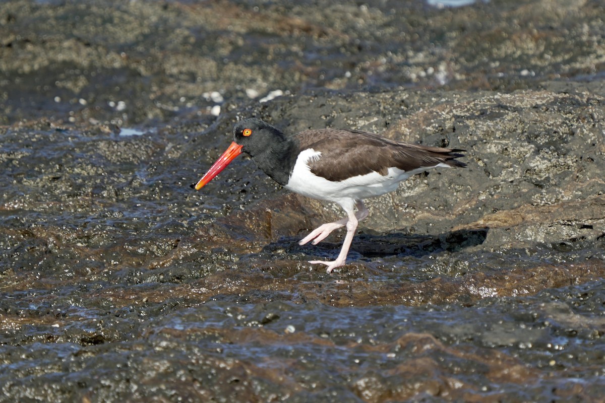 American Oystercatcher - Kenny Frisch