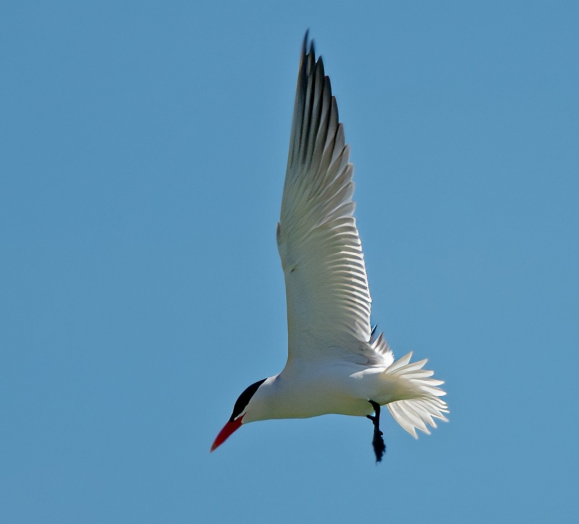 Caspian Tern - Mark  Herbert