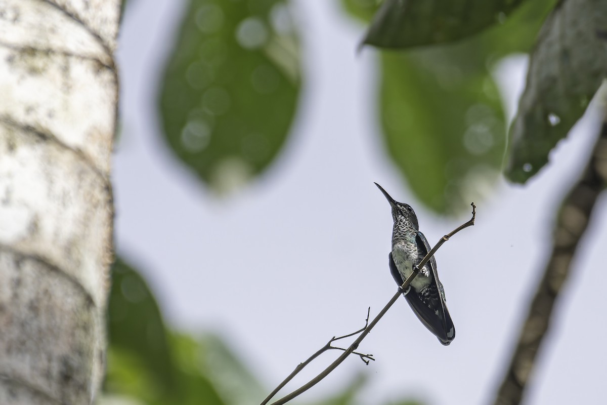 White-necked Jacobin - George Roussey