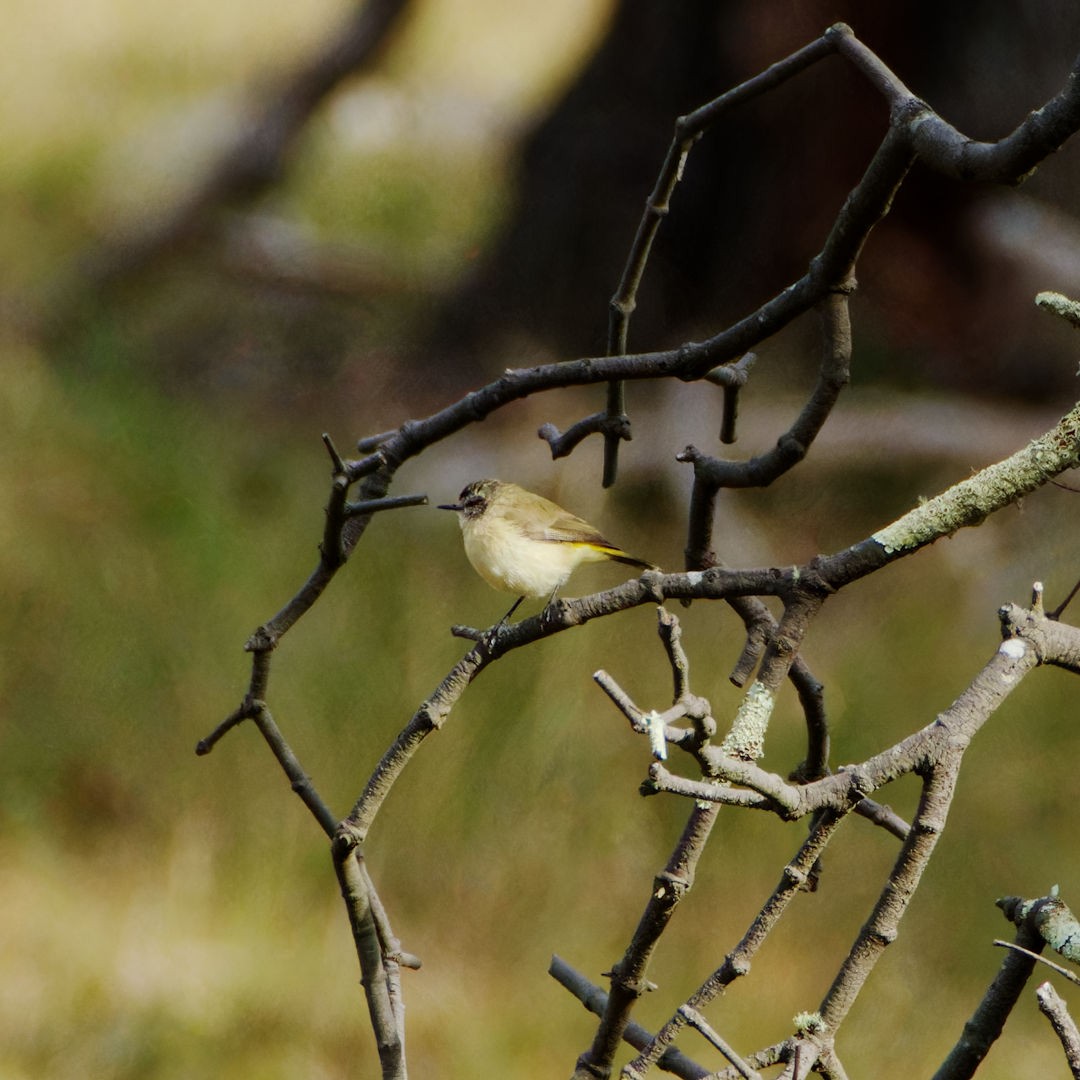 Yellow-rumped Thornbill - Rob Geraghty