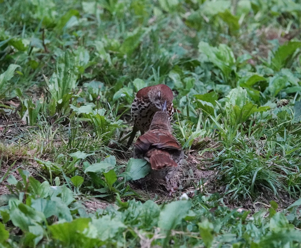 Brown Thrasher - Kay Dantzler