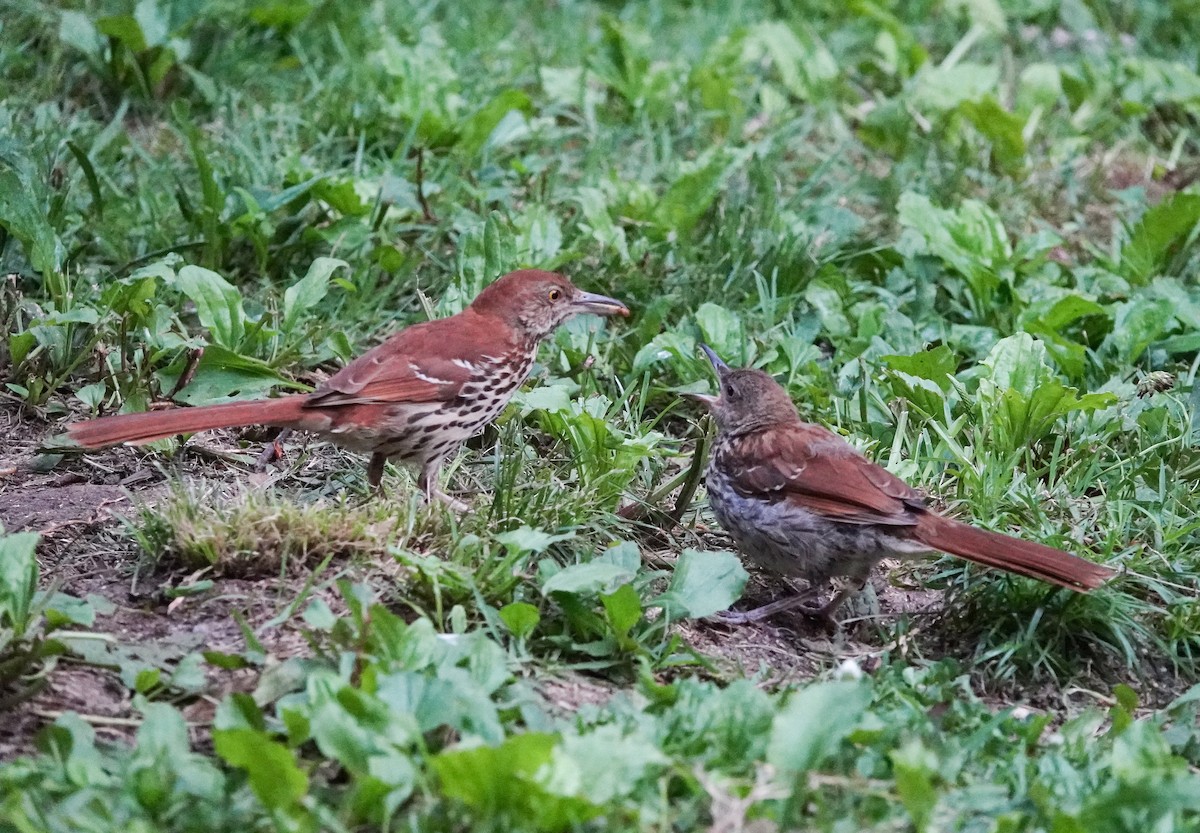 Brown Thrasher - Kay Dantzler