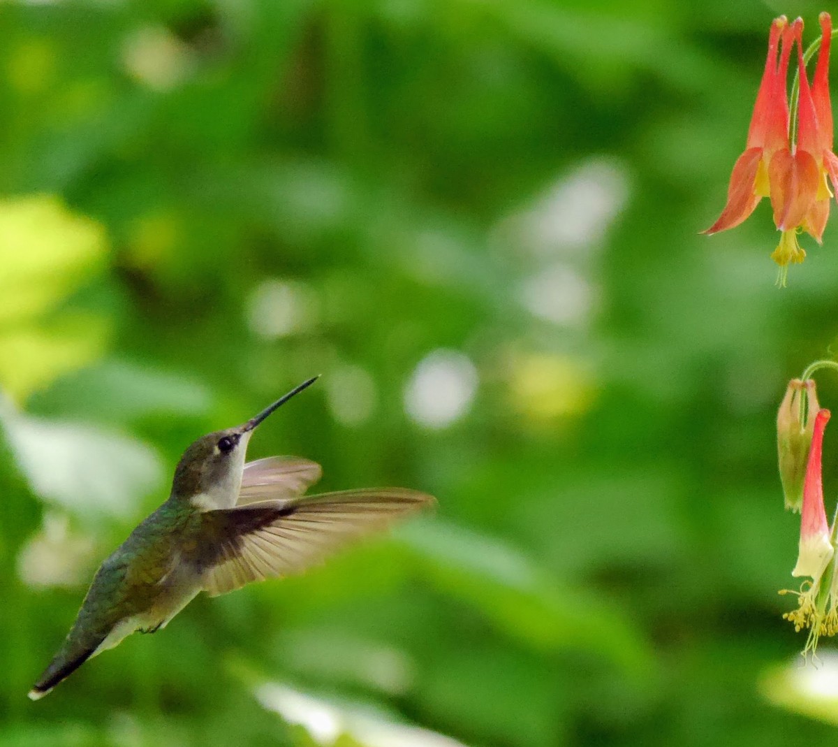 Ruby-throated Hummingbird - Jonathan Boucher