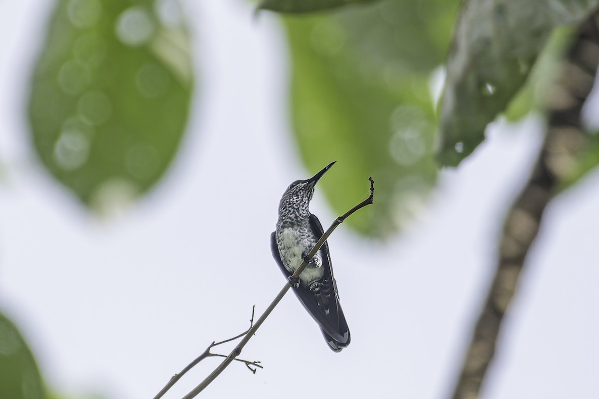 White-necked Jacobin - George Roussey