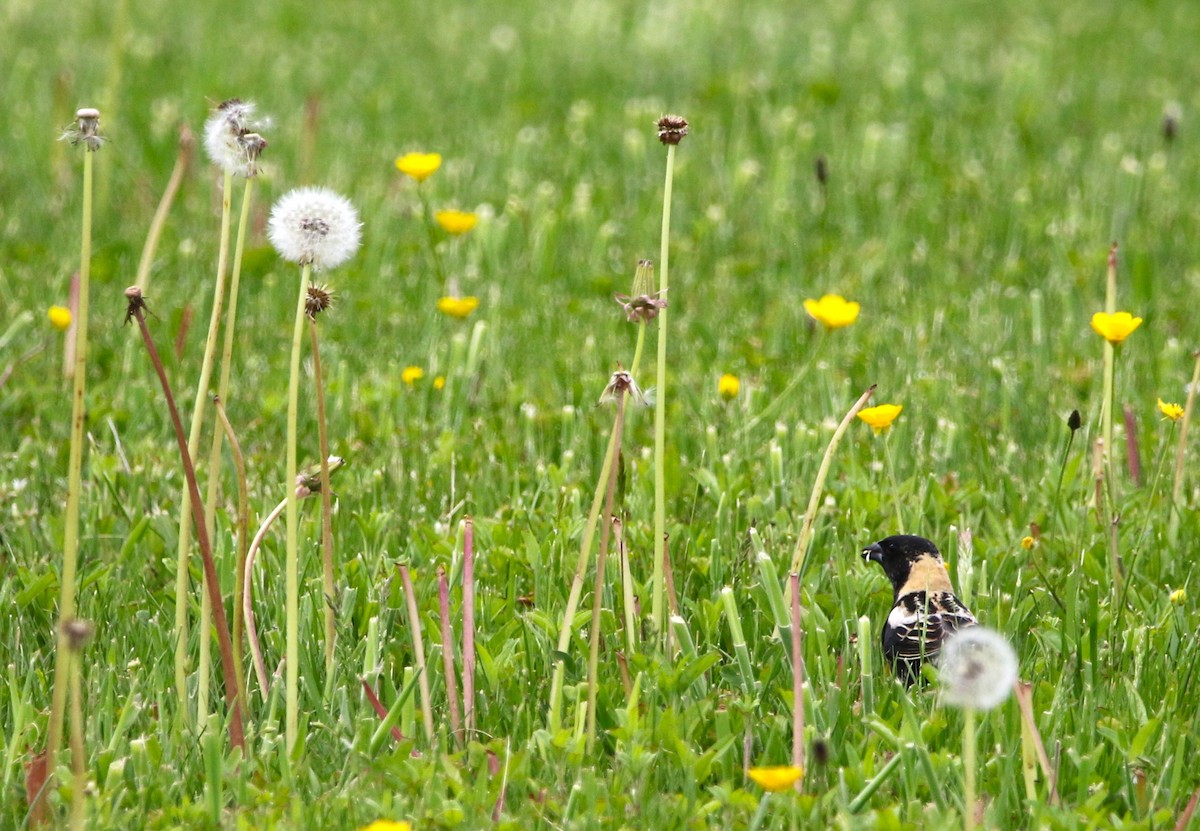 bobolink americký - ML619563173