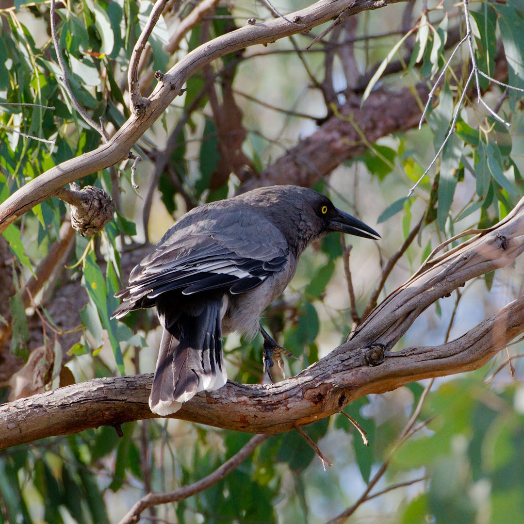 Gray Currawong - ML619563180