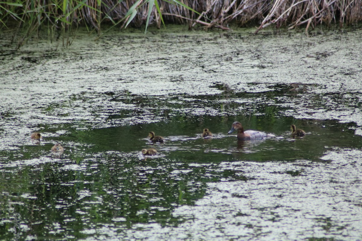 Common Pochard - Graham  Howie