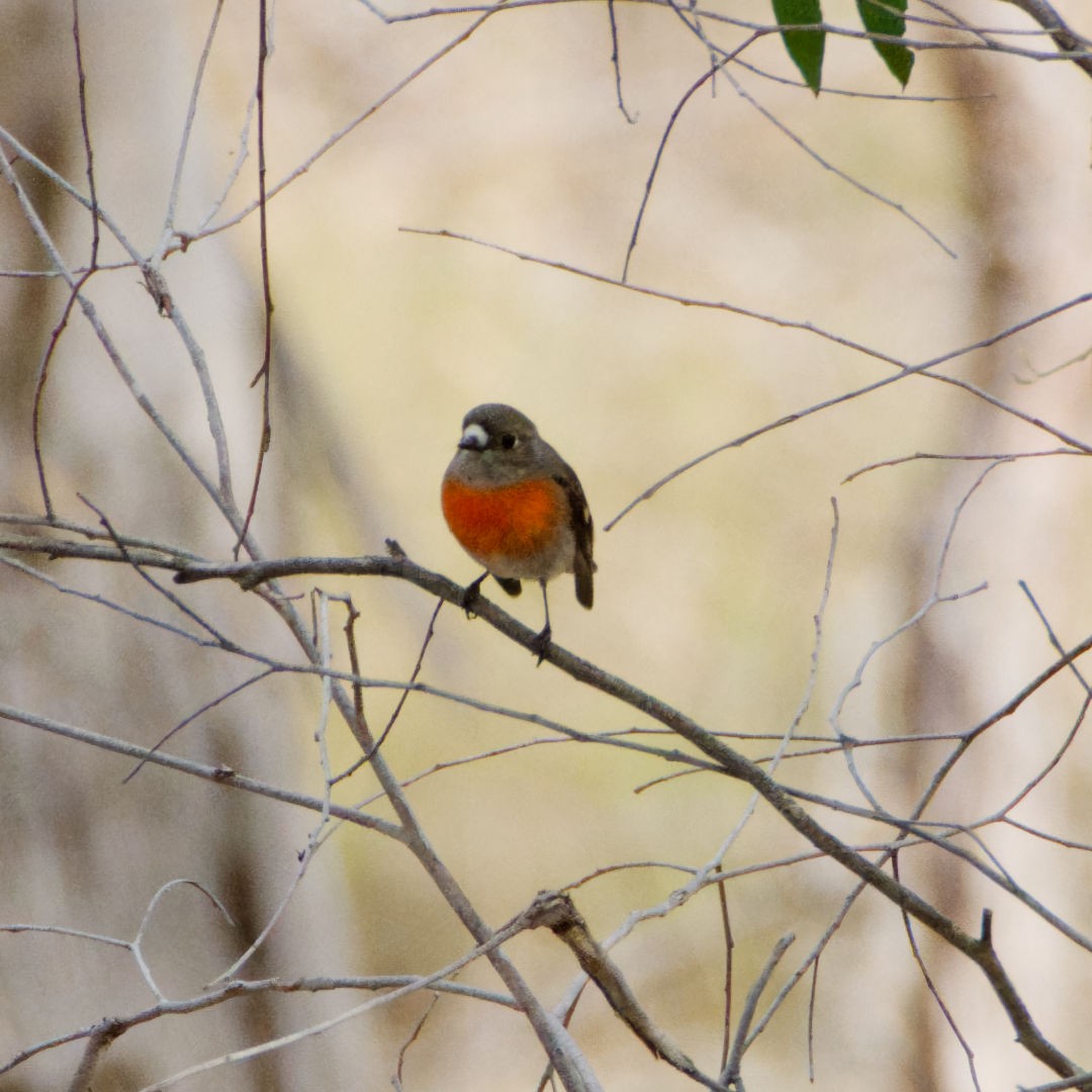 Scarlet Robin (Scarlet) - Rob Geraghty