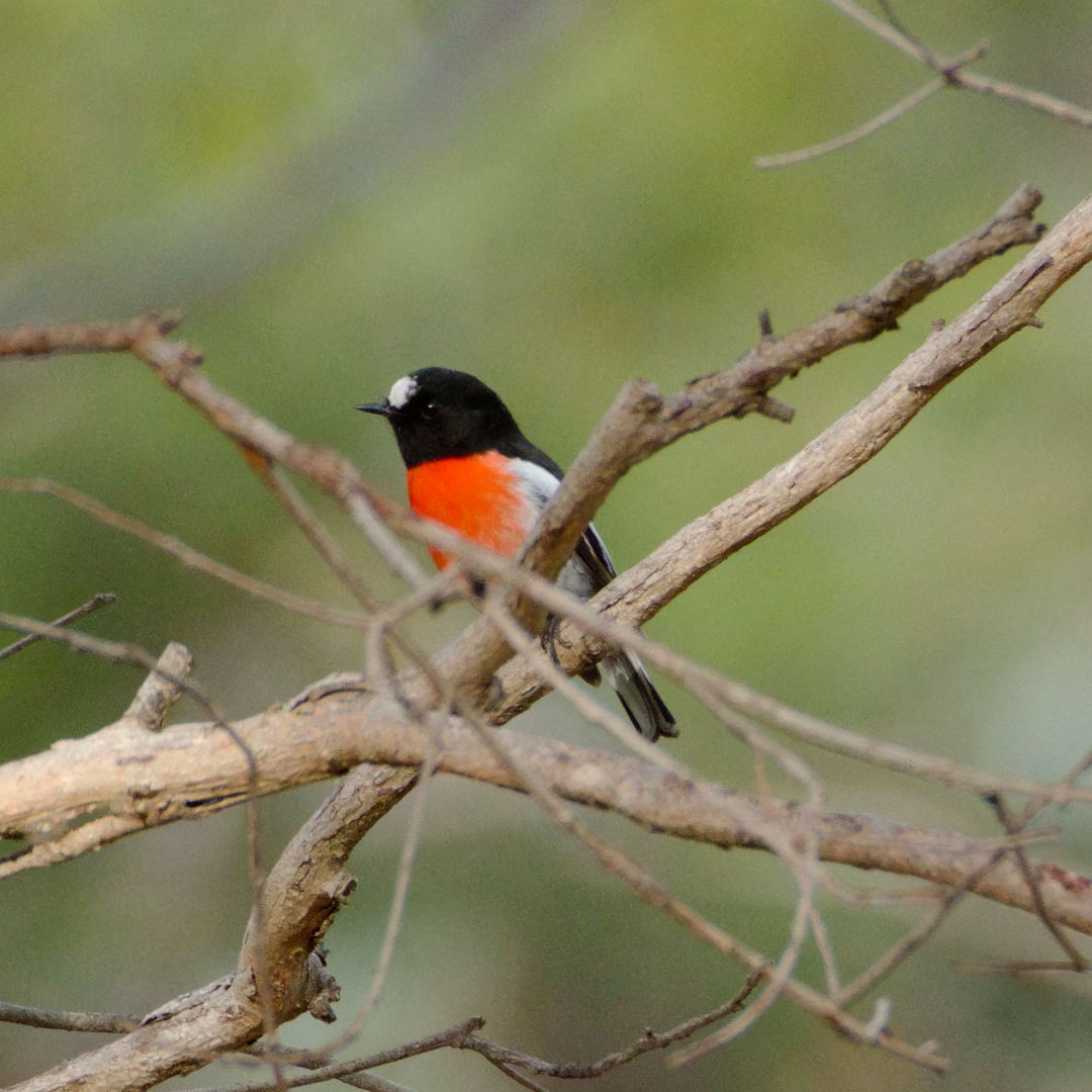 Scarlet Robin (Scarlet) - Rob Geraghty