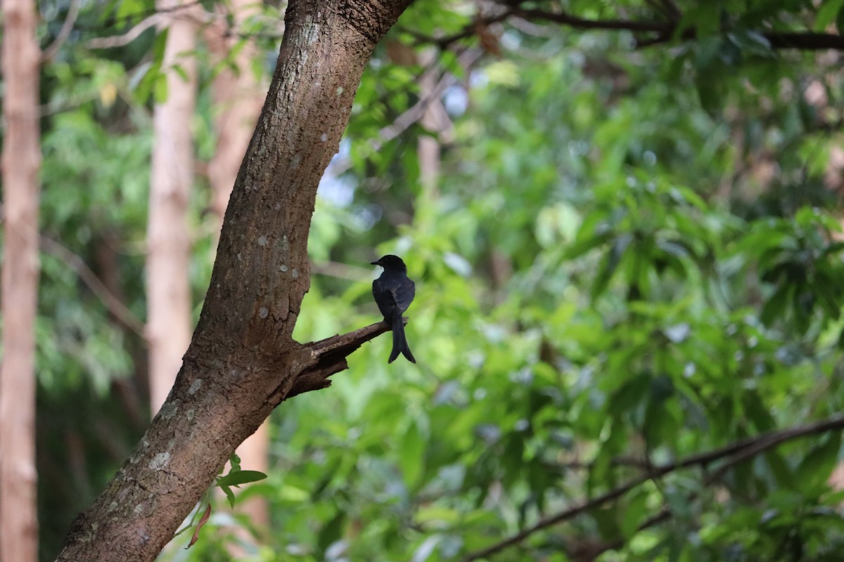 Black Drongo - Rajalaxmi Kar