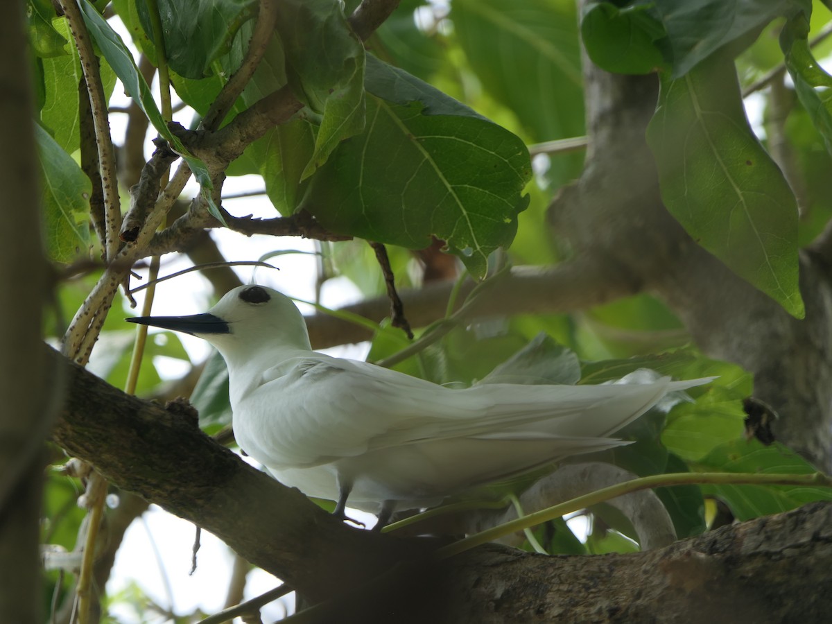 White Tern - Eric Heijs