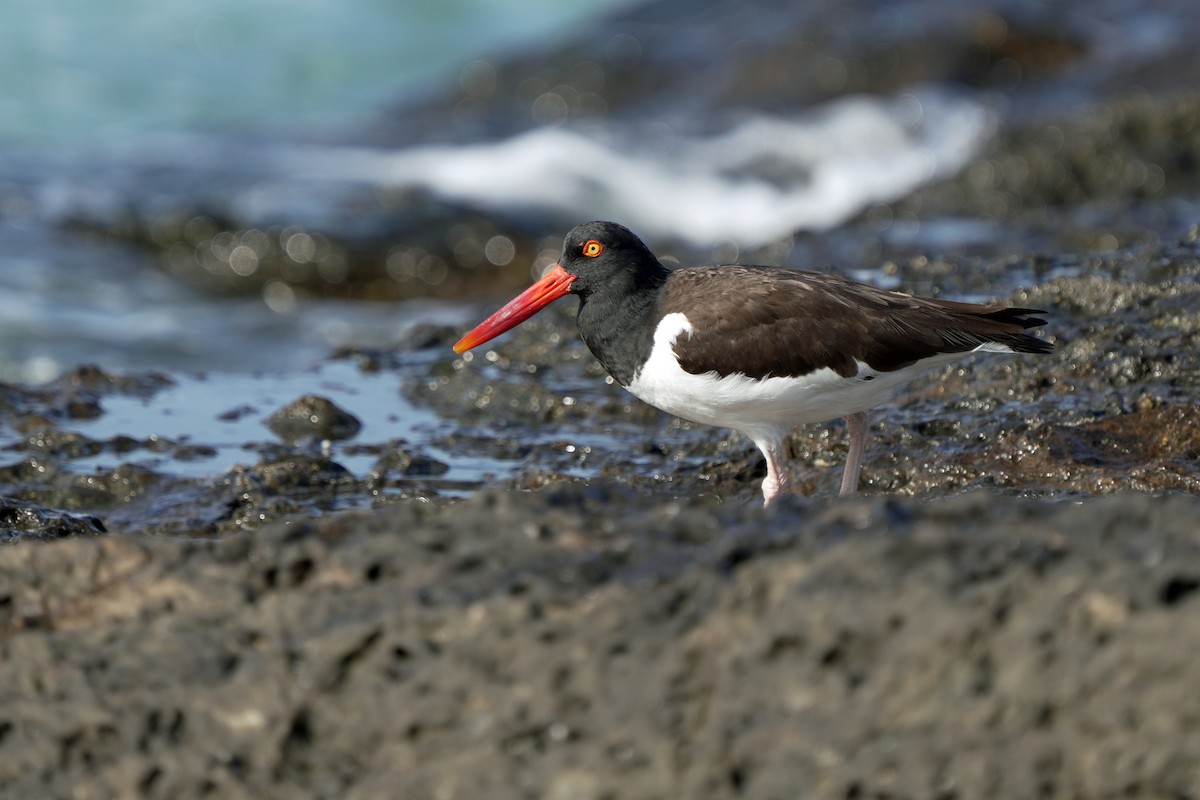 American Oystercatcher - Kenny Frisch