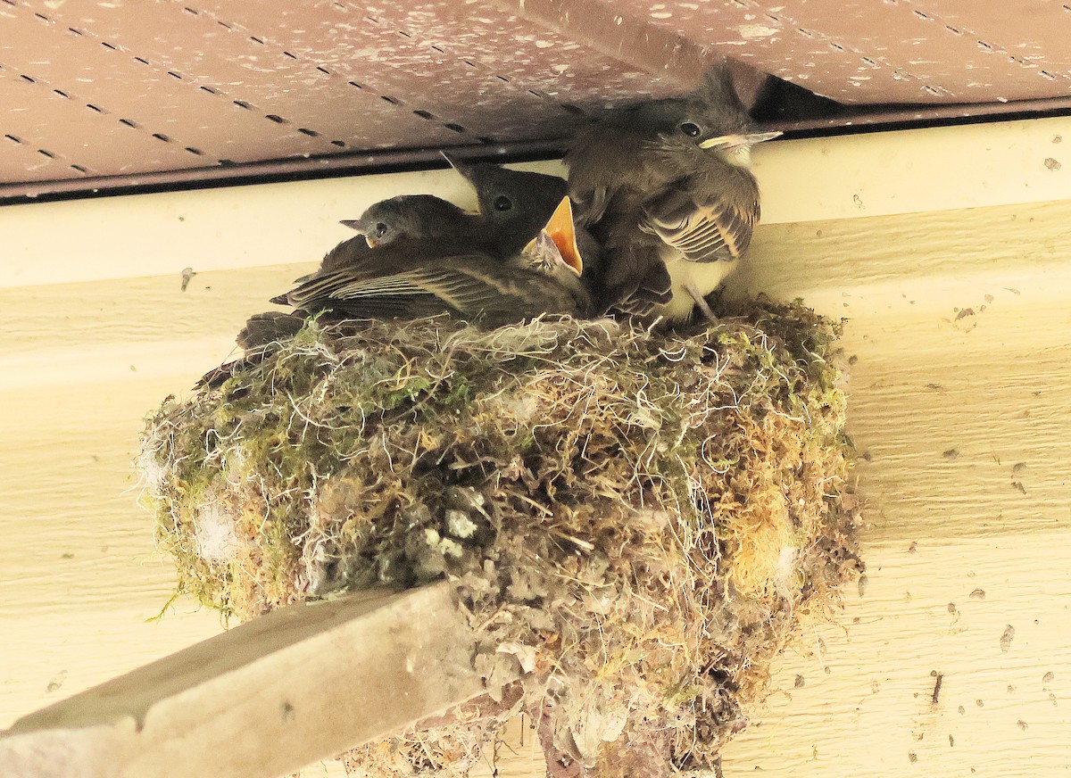 Eastern Phoebe - Denise Dykema