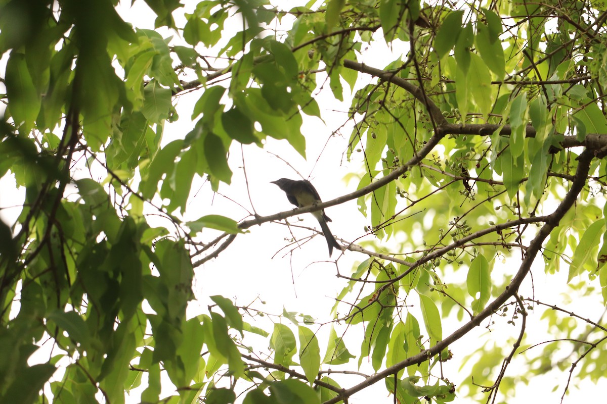 White-bellied Drongo - Rajalaxmi Kar