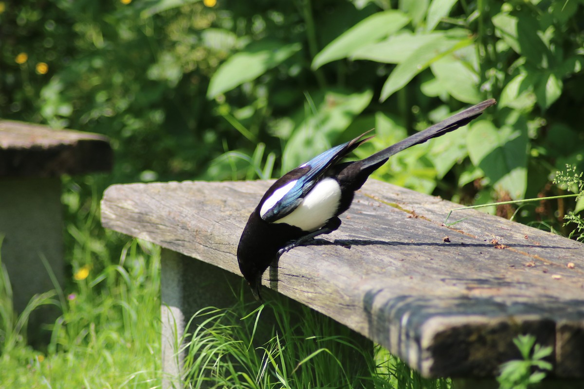 Eurasian Magpie - Graham  Howie