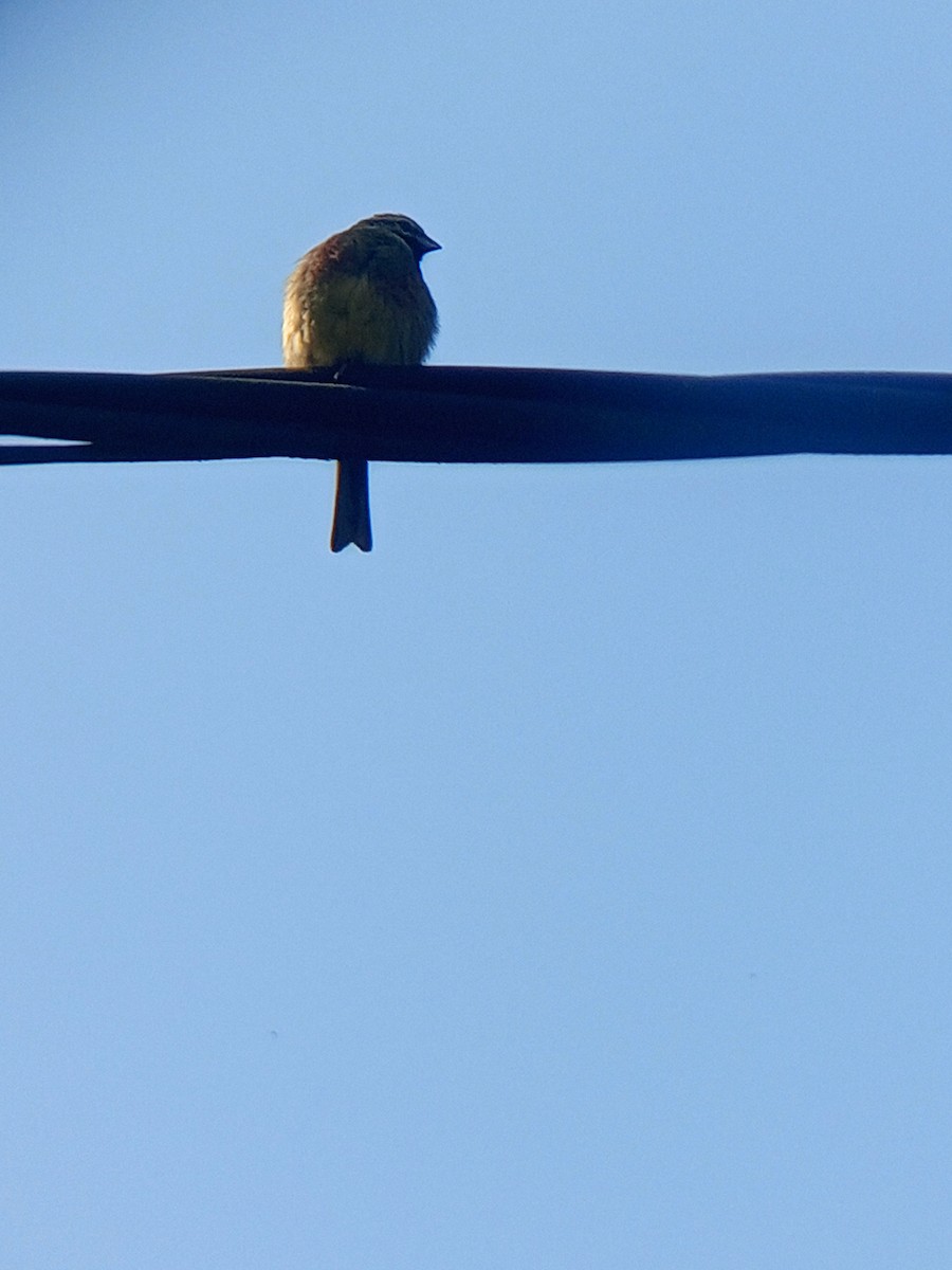 Cirl Bunting - Viktor Kovacevic