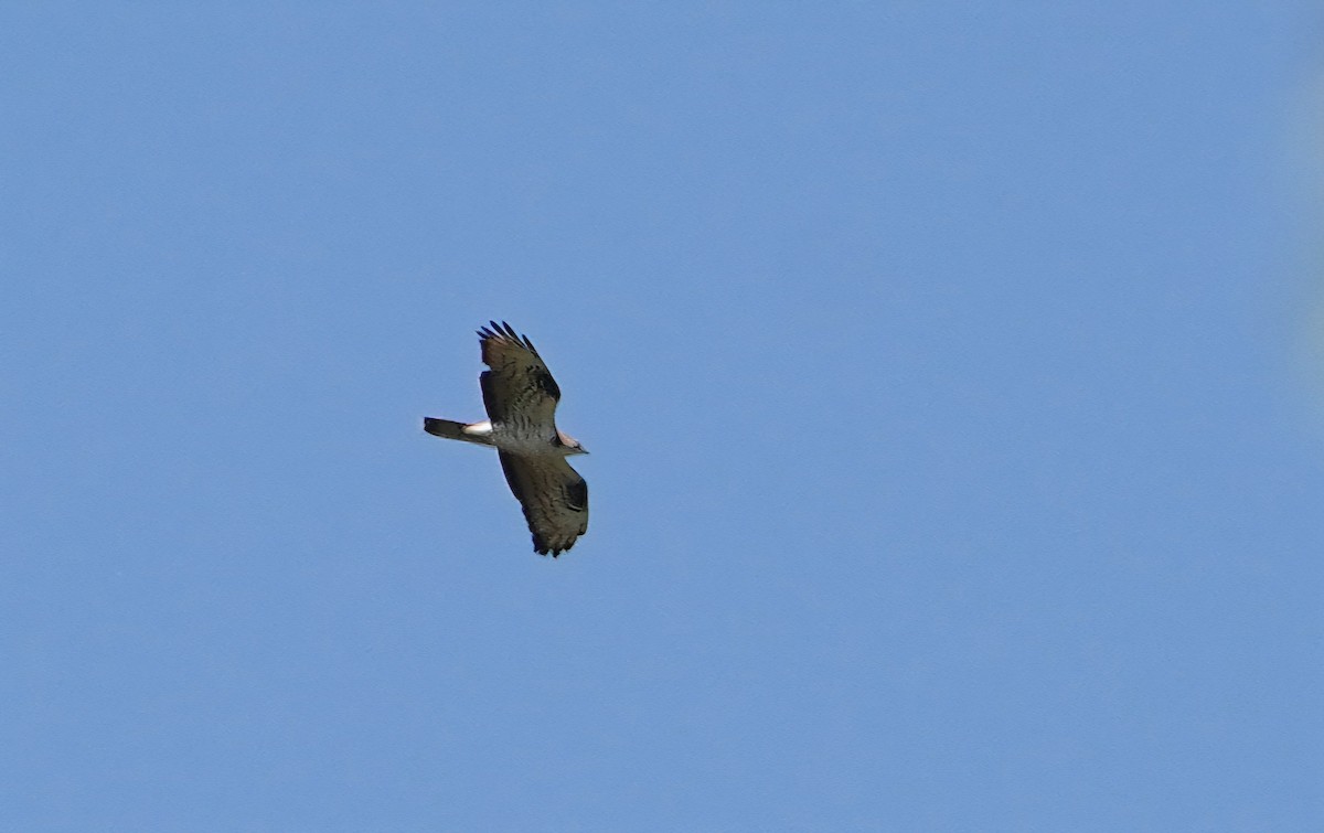 European Honey-buzzard - José Eduardo Mateos Moreno