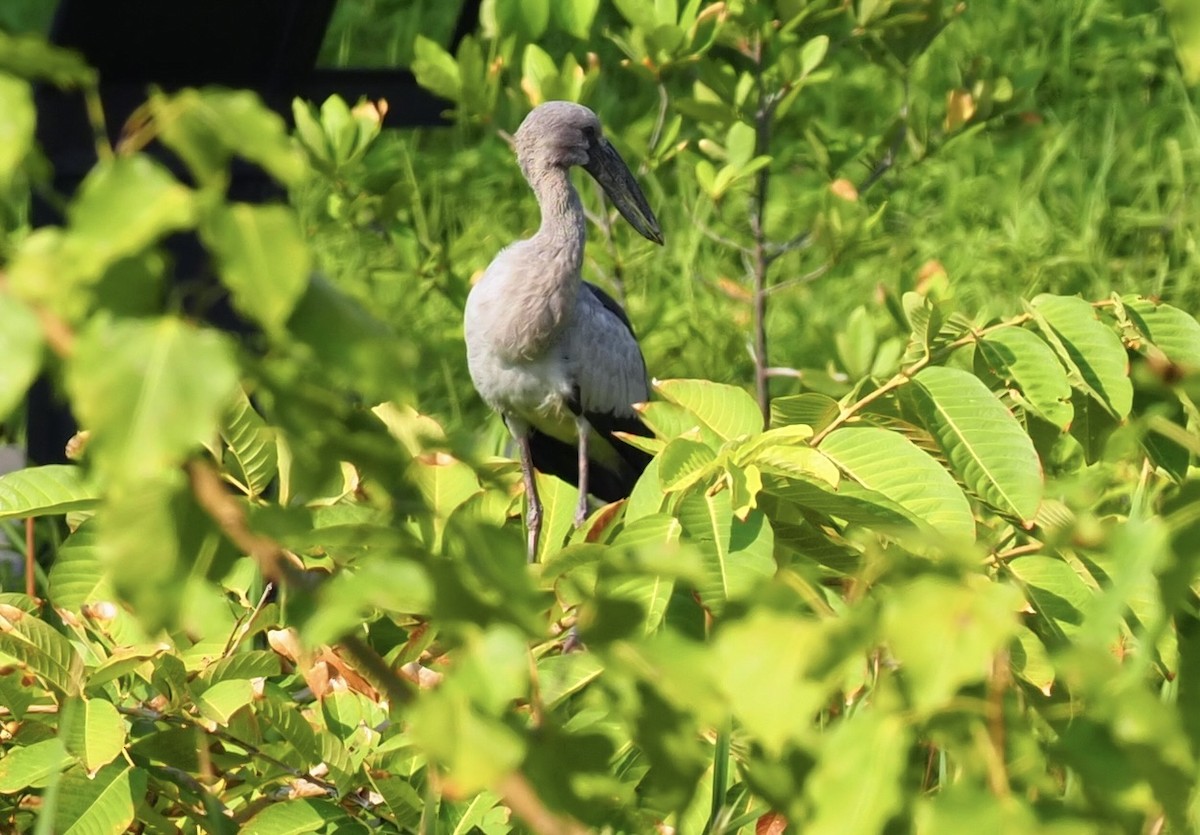 Asian Openbill - 芳色 林