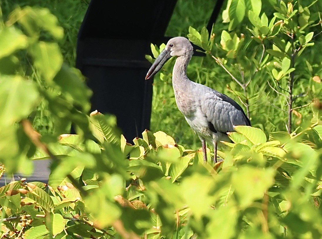 Asian Openbill - 芳色 林