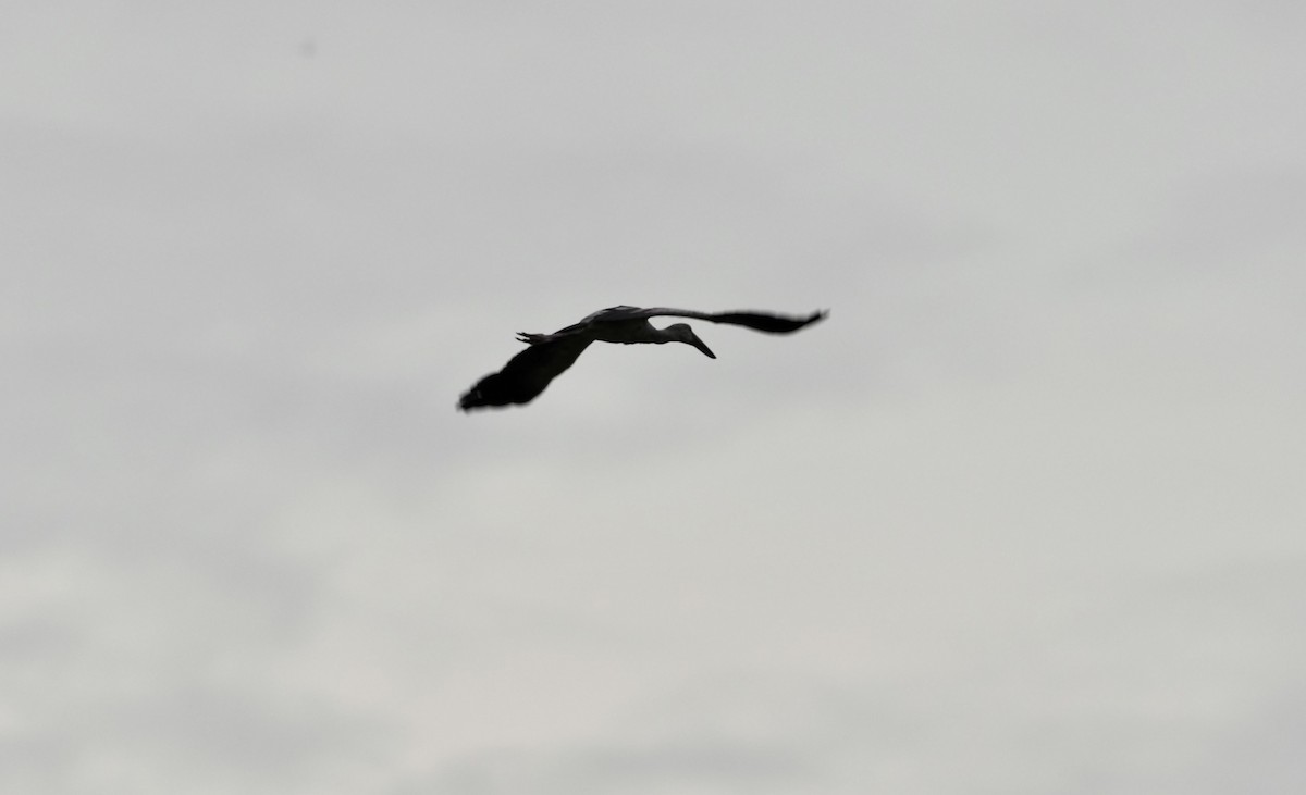 Asian Openbill - 芳色 林