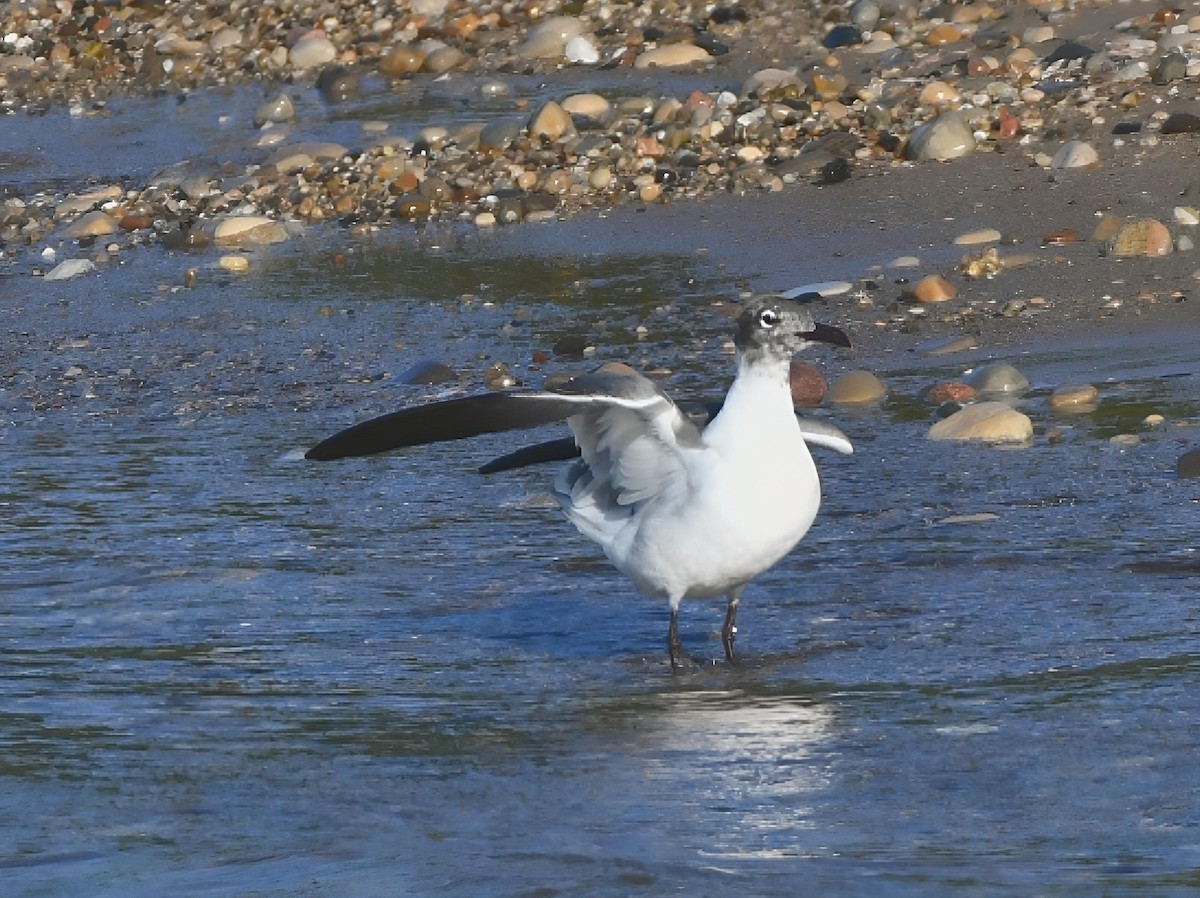 Laughing Gull - Russ Boushon  💙🐦🦉🦅