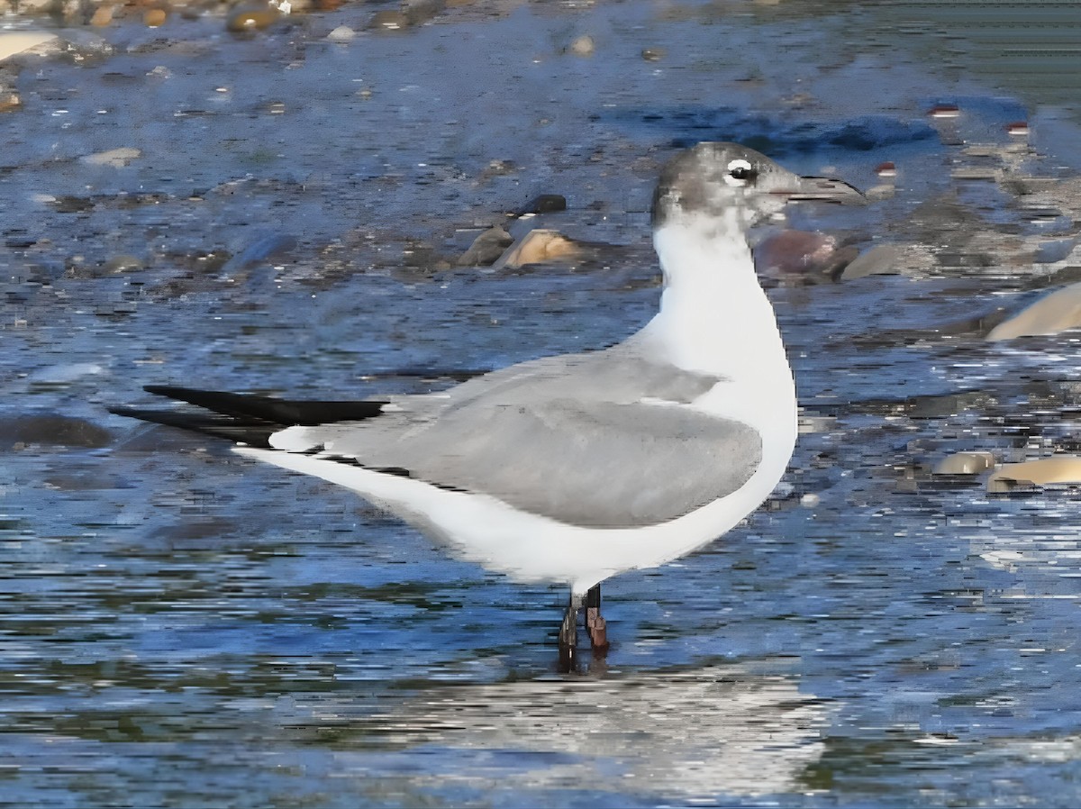 שחף צוחק - ML619563220