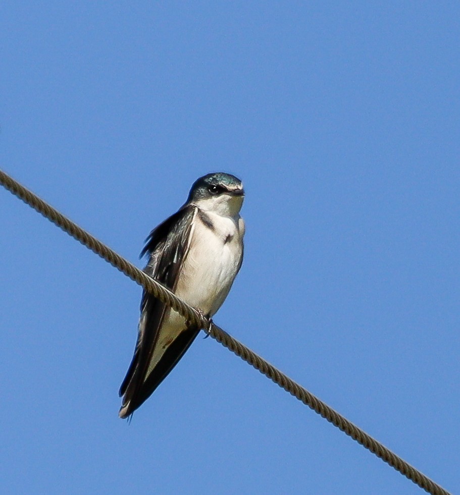 White-rumped Swallow - Elby Anderson A Silva