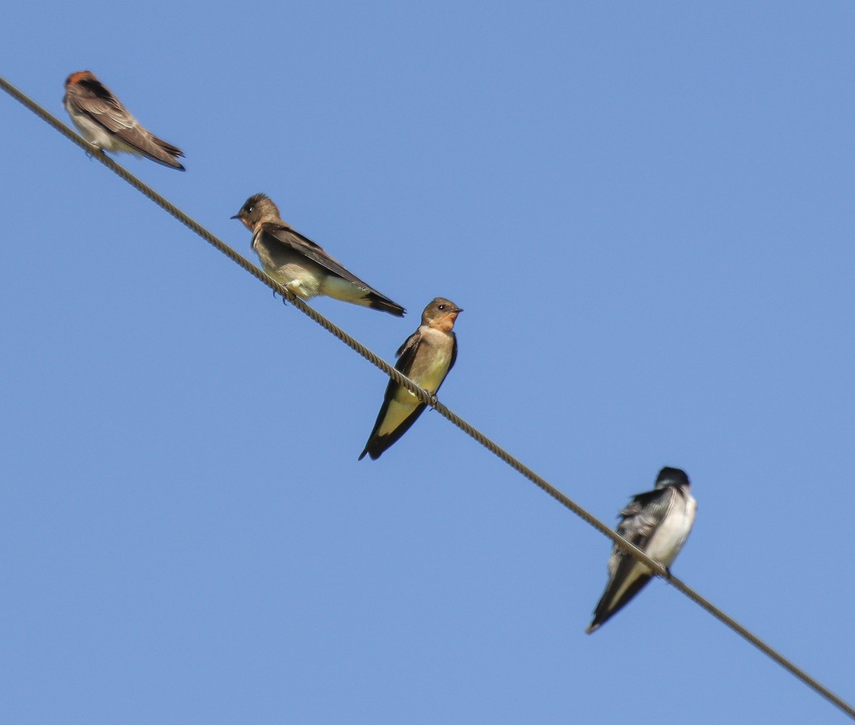 Southern Rough-winged Swallow - ML619563231