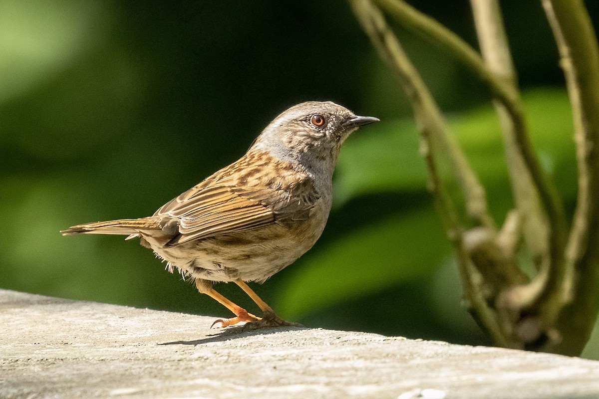 Dunnock - Korkut Demirbas