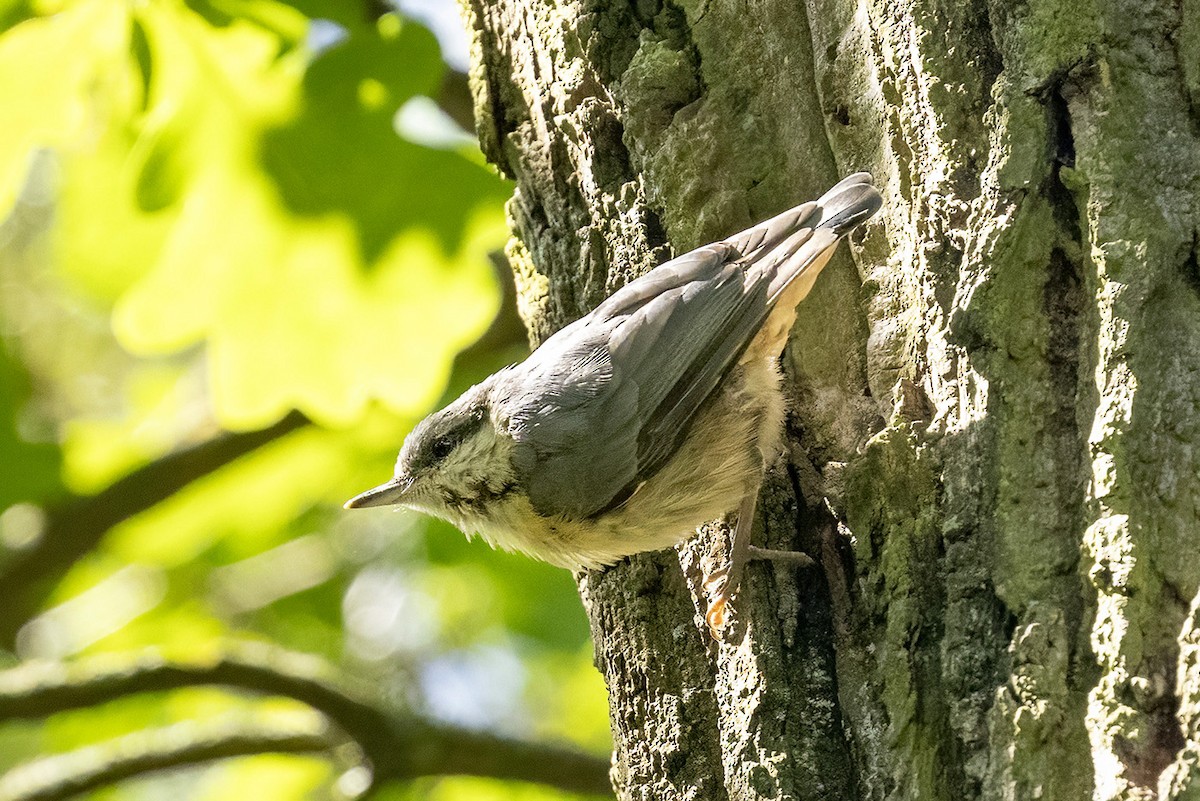 Eurasian Nuthatch - Korkut Demirbas